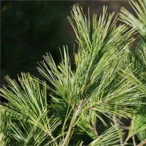 2 Eastern White Pine Tree Bare-root – Fast-Growing Evergreen, 6 to 12 Inch Tall
