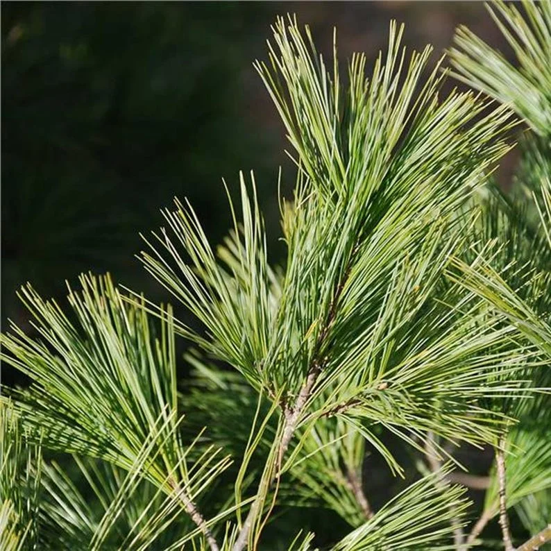 2 Eastern White Pine Tree Bare-root – Fast-Growing Evergreen, 6 to 12 Inch Tall