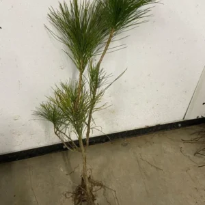 2 Eastern White Pine Tree Bare-root – Fast-Growing Evergreen, 6 to 12 Inch Tall