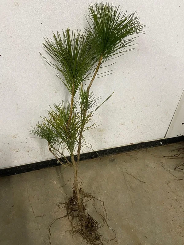 2 Eastern White Pine Tree Bare-root – Fast-Growing Evergreen, 6 to 12 Inch Tall