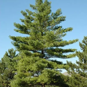 2 Eastern White Pine Tree Bare-root – Fast-Growing Evergreen, 6 to 12 Inch Tall