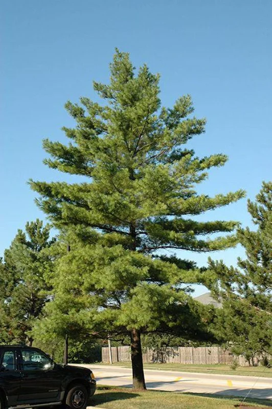 2 Eastern White Pine Tree Bare-root – Fast-Growing Evergreen, 6 to 12 Inch Tall