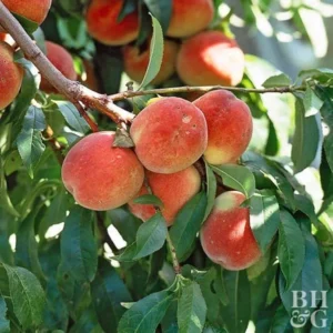 2 Elberta Peach Trees 2-3 Feet Tall Live Semi-Dwarf Self Pollinating Easy Grow