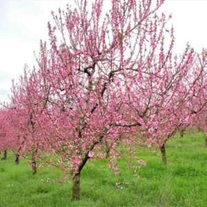 2 Elberta Peach Trees 2-3 Feet Tall Live Semi-Dwarf Self Pollinating Easy Grow
