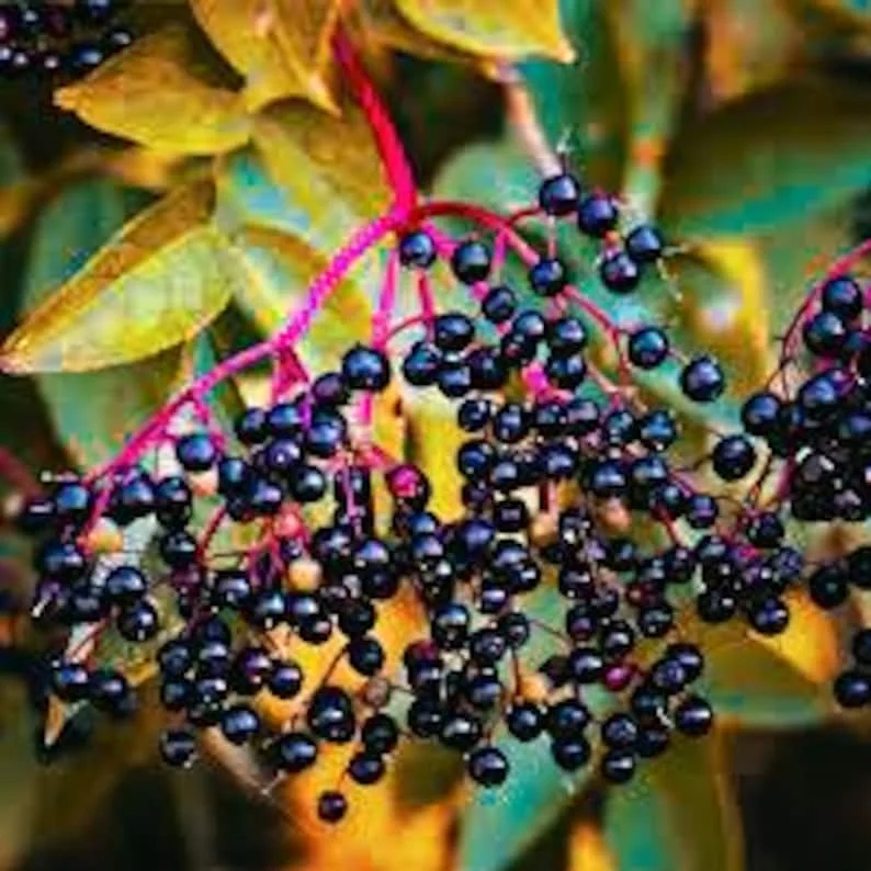 2 Elderberry Plants Sambucus Edible Berries Fast Growing, 12-18 Inch Tall