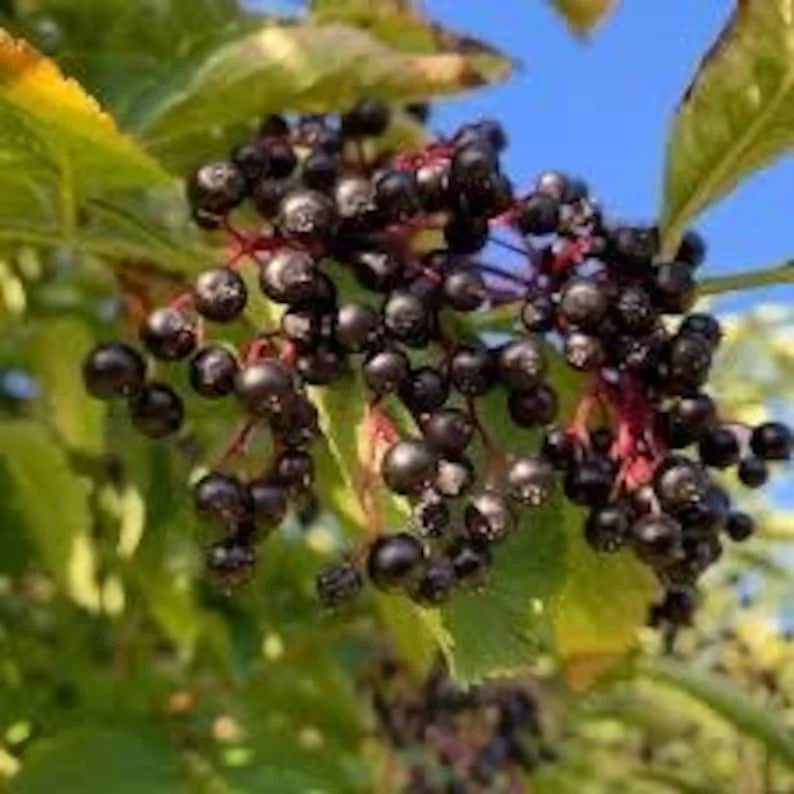 2 Elderberry Plants Sambucus Edible Berries Fast Growing, 12-18 Inch Tall