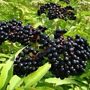 2 Elderberry Plants Sambucus Edible Berries Fast Growing, 12-18 Inch Tall