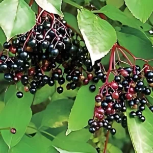 2 Elderberry Plants Sambucus Edible Berries Fast Growing, 12-18 Inch Tall