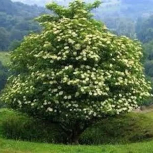 2 Elderberry Plants Sambucus Edible Berries Fast Growing, 12-18 Inch Tall