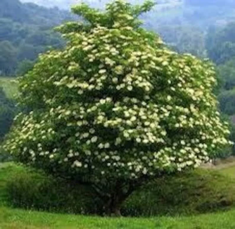 2 Elderberry Plants Sambucus Edible Berries Fast Growing, 12-18 Inch Tall