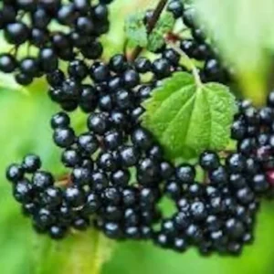 2 Elderberry Plants Sambucus Edible Berries Fast Growing, 12-18 Inch Tall