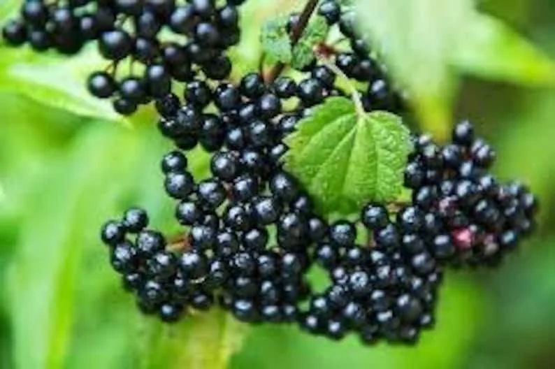 2 Elderberry Plants Sambucus Edible Berries Fast Growing, 12-18 Inch Tall