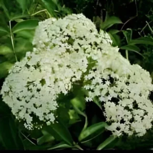 2 Elderberry Plants Sambucus Edible Berries Fast Growing, 12-18 Inch Tall