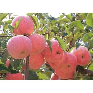 2 Gala Apple Trees - Sweet Red Apples - Bare Root 2-3 Feet Tall