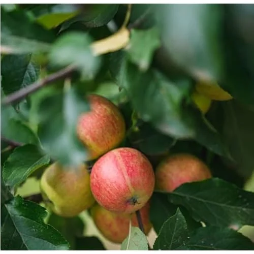 2 Gala Apple Trees - Sweet Red Apples - Bare Root 2-3 Feet Tall
