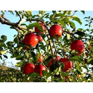 2 Gala Apple Trees - Sweet Red Apples - Bare Root 2-3 Feet Tall