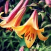 2 Giant Bulbs Lily Trumpet African Queen Lily Live for Planting, Yellow-Apricot to Burnt-Orange Brown Flower Perennial Bulbs for Home Garden