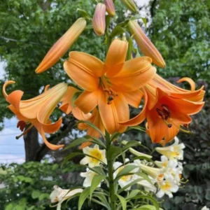 2 Giant Bulbs Lily Trumpet African Queen Lily Live for Planting, Yellow-Apricot to Burnt-Orange Brown Flower Perennial Bulbs for Home Garden