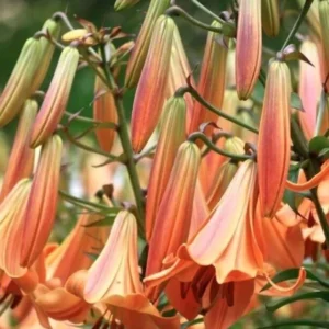 2 Giant Bulbs Lily Trumpet African Queen Lily Live for Planting, Yellow-Apricot to Burnt-Orange Brown Flower Perennial Bulbs for Home Garden