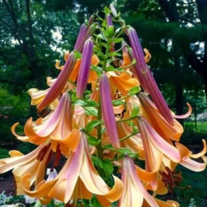 2 Giant Bulbs Lily Trumpet African Queen Lily Live for Planting, Yellow-Apricot to Burnt-Orange Brown Flower Perennial Bulbs for Home Garden