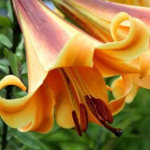 2 Giant Bulbs Lily Trumpet African Queen Lily Live for Planting, Yellow-Apricot to Burnt-Orange Brown Flower Perennial Bulbs for Home Garden