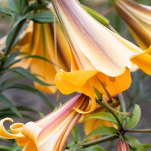 2 Giant Bulbs Lily Trumpet African Queen Lily Live for Planting, Yellow-Apricot to Burnt-Orange Brown Flower Perennial Bulbs for Home Garden