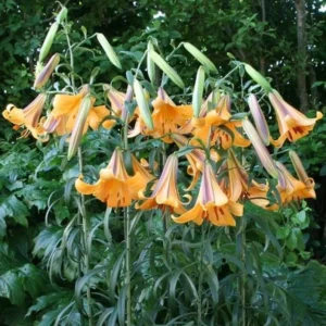 2 Giant Bulbs Lily Trumpet African Queen Lily Live for Planting, Yellow-Apricot to Burnt-Orange Brown Flower Perennial Bulbs for Home Garden