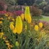 2 Glowstick Kniphofia Uvaria 4 Inch Pot - Yellow Hot Poker Plant - Bright Flowers