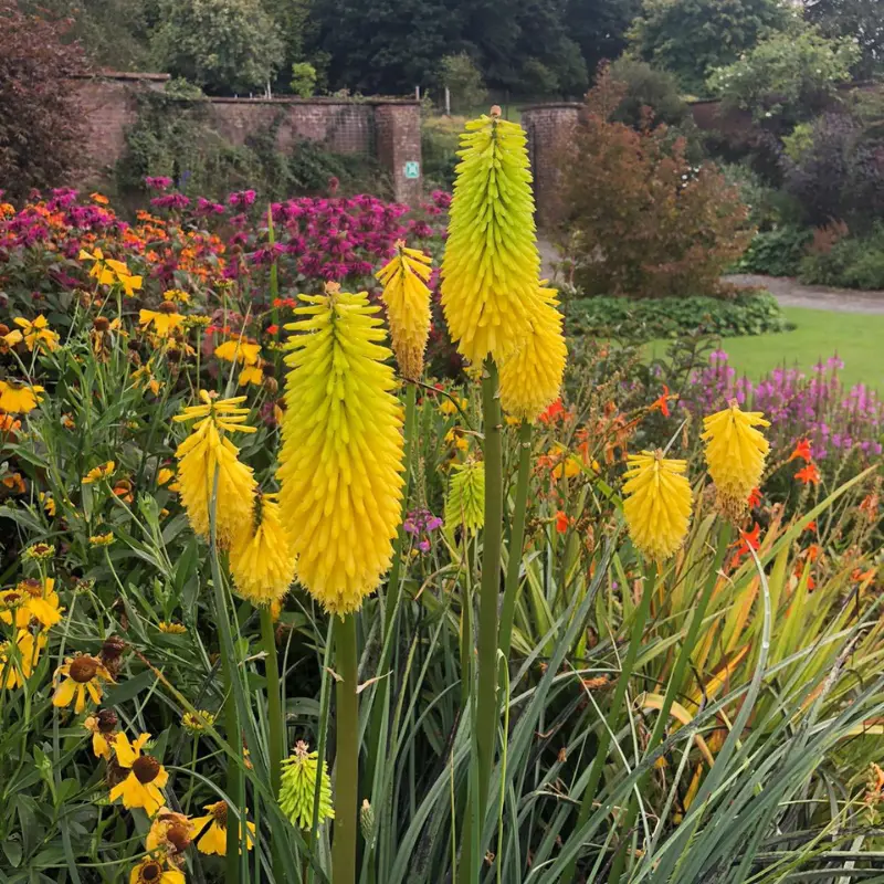 2 Glowstick Kniphofia Uvaria 4 Inch Pot - Yellow Hot Poker Plant - Bright Flowers