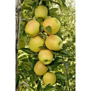 2 Golden Apple Trees - Bare Root - 2 to 3 Feet Tall - Sweet Yellow Apples