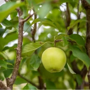 2 Golden Apple Trees - Bare Root - 2 to 3 Feet Tall - Sweet Yellow Apples