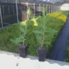 2 Green Giant Arborvitae 2.5" Pot Thuja plicata Fast-Growing Privacy Tree