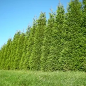 2 Green Giant Arborvitae 2.5