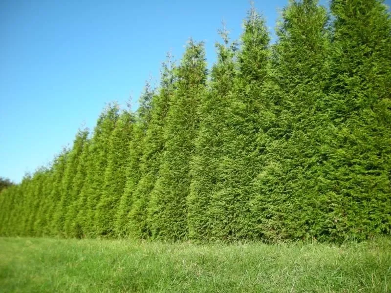 2 Green Giant Arborvitae 2.5" Pot Thuja plicata Fast-Growing Privacy Tree
