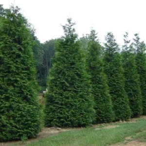2 Green Giant Arborvitae 2.5