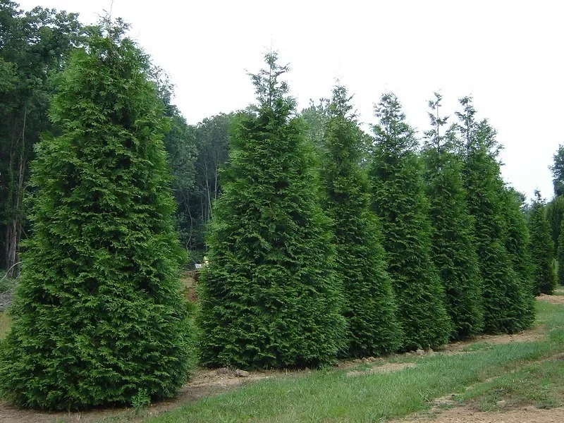 2 Green Giant Arborvitae 2.5" Pot Thuja plicata Fast-Growing Privacy Tree