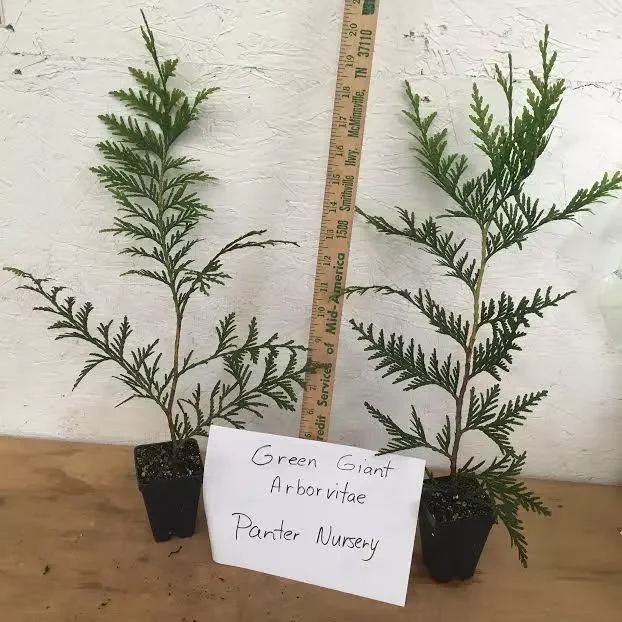 2 Green Giant Arborvitae 2.5" Pot Thuja plicata Fast-Growing Privacy Tree