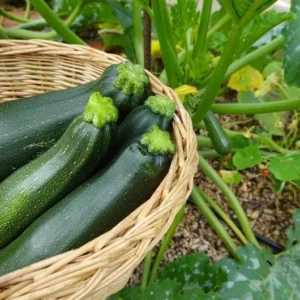2 Green Zucchini Live Plants in 4