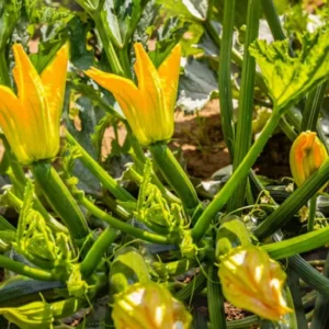 2 Green Zucchini Live Plants in 4