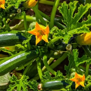 2 Green Zucchini Live Plants in 4