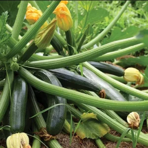 2 Green Zucchini Live Plants in 4