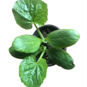 2 Green Zucchini Live Plants in 4