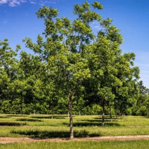 2 Hardy Pecan Trees Bare-root 12-18 Inch Tall | Nut Trees for Planting | Carya illinoinensis
