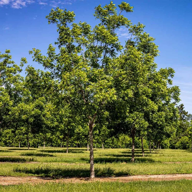 2 Hardy Pecan Trees Bare-root 12-18 Inch Tall | Nut Trees for Planting | Carya illinoinensis