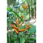 2 Heliconia Psittacorum Live Plants - 4-8 Inch Red Orange Rhizomes