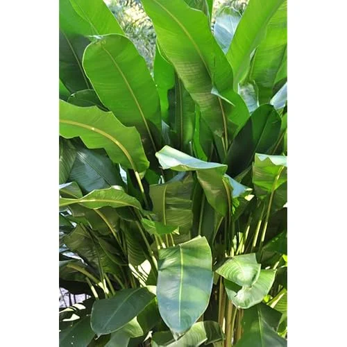 2 Heliconia Psittacorum Live Plants - 4-8 Inch Red Orange Rhizomes