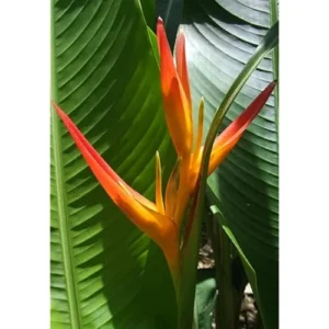 2 Heliconia Psittacorum Live Plants - 4-8 Inch Red Orange Rhizomes