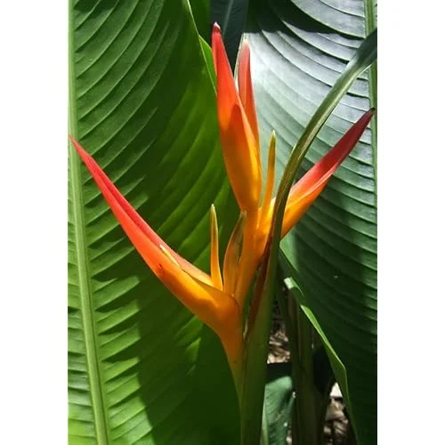 2 Heliconia Psittacorum Live Plants - 4-8 Inch Red Orange Rhizomes