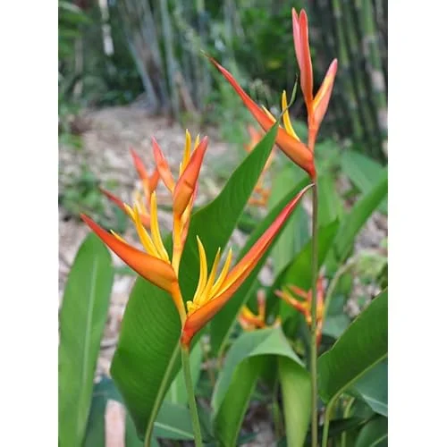 2 Heliconia Psittacorum Live Plants - 4-8 Inch Red Orange Rhizomes