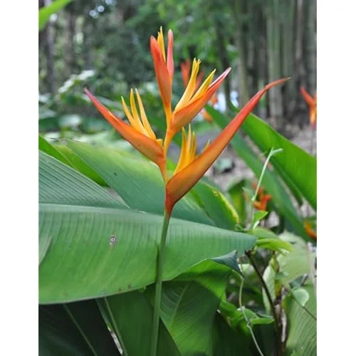 2 Heliconia Psittacorum Live Plants - 4-8 Inch Red Orange Rhizomes